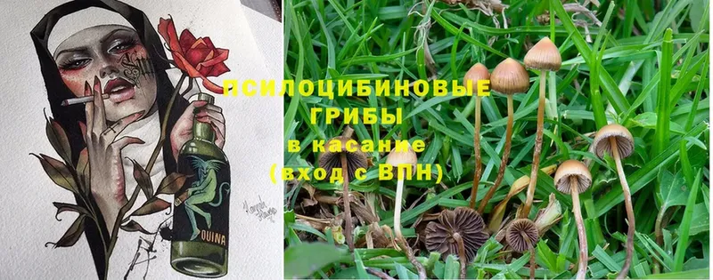 Псилоцибиновые грибы Cubensis  Выборг 